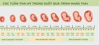 Quá Trình Phát Triển Thai Nhi